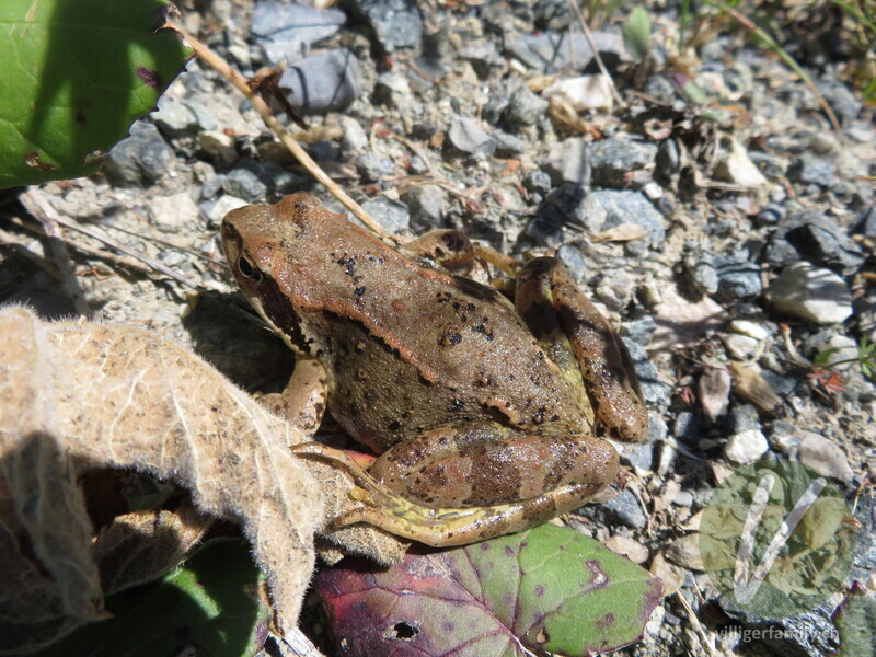 Grasfrosch: Übersicht
